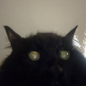 Meet your Posher, Marley